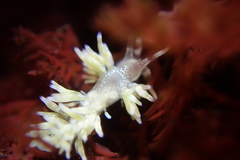 Cuthona hamanni