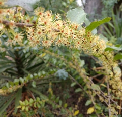 Xylosma flexuosa
