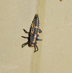 Cleobora mellyi