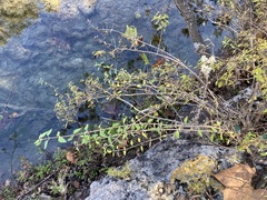 Philadelphus texensis