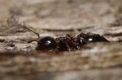 Crematogaster cerasi