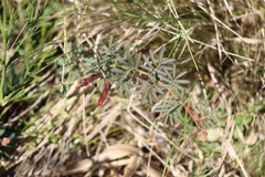 Desmanthus acuminatus