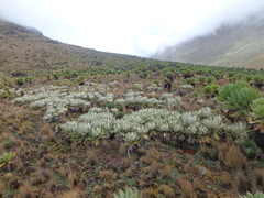 Dendrosenecio keniensis