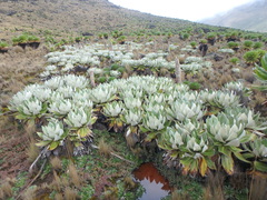 Dendrosenecio keniensis