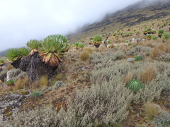 Dendrosenecio keniodendron