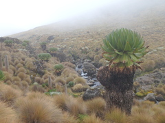 Dendrosenecio keniodendron