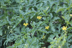 Cucurbitella asperata