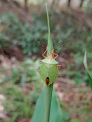 Chlorocoris complanatus