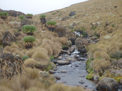 Dendrosenecio keniodendron