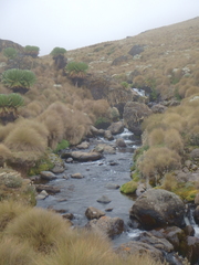 Dendrosenecio keniodendron
