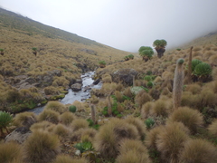 Dendrosenecio keniodendron
