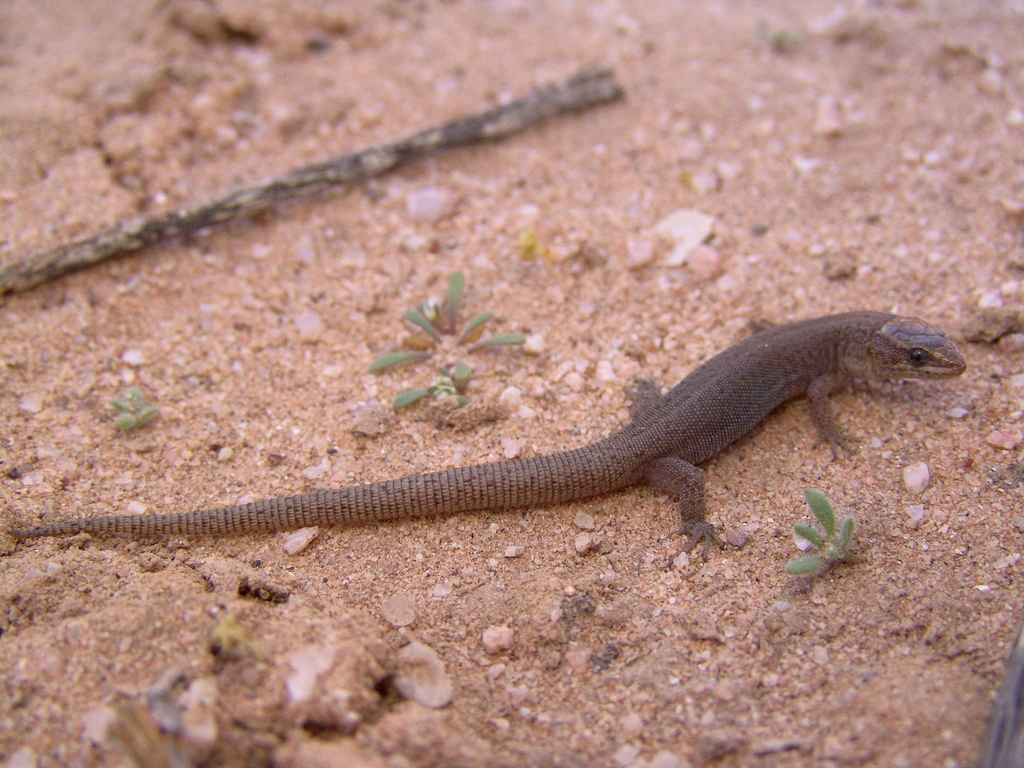 Cole's Night Lizard