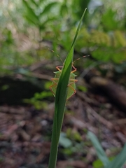 Chlorocoris complanatus