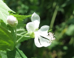 Ripariosida hermaphrodita