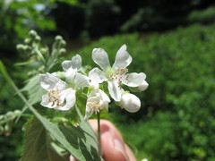 Ripariosida hermaphrodita