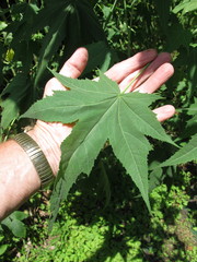 Ripariosida hermaphrodita