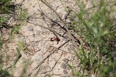 Zeta argillaceum