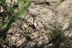 Zeta argillaceum