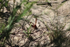 Zeta argillaceum