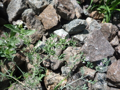 Fumaria parviflora