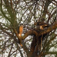 Accipiter cooperii