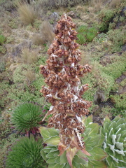 Dendrosenecio keniensis