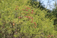 Heteropterys glabra