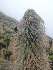 Nectarinia johnstoni