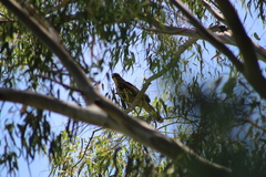 Parabuteo unicinctus