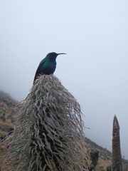 Nectarinia johnstoni