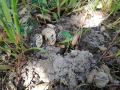 Aphaenogaster sardoa