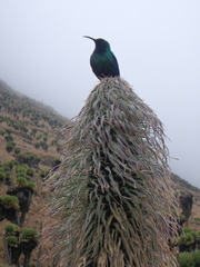 Nectarinia johnstoni