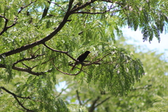 Icterus pyrrhopterus