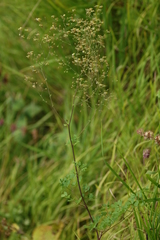 Thalictrum foetidum