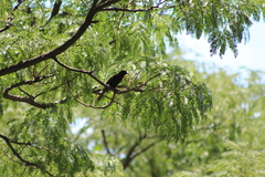 Icterus pyrrhopterus