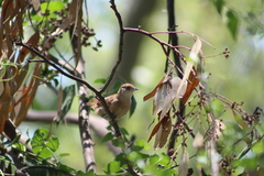 Phacellodomus striaticollis