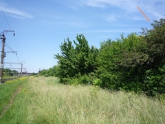 Malus niedzwetzkyana