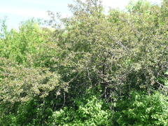 Malus niedzwetzkyana