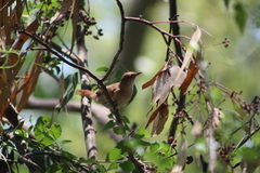 Phacellodomus striaticollis