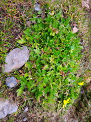 Ranunculus stagnalis