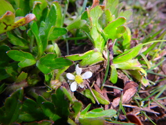 Ranunculus stagnalis
