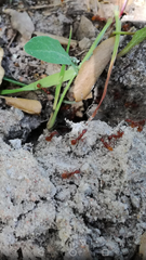 Aphaenogaster sardoa