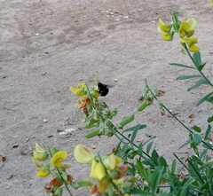 Xylocopa cearensis