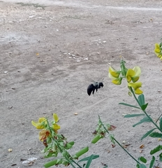 Xylocopa cearensis
