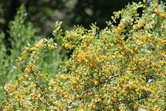 Lycium boerhaviifolium