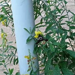 Xylocopa cearensis
