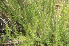 Baccharis ulicina