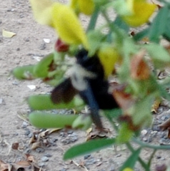 Xylocopa cearensis