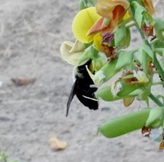 Xylocopa cearensis
