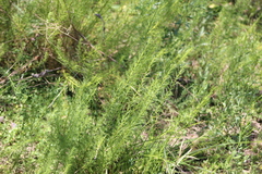 Baccharis ulicina